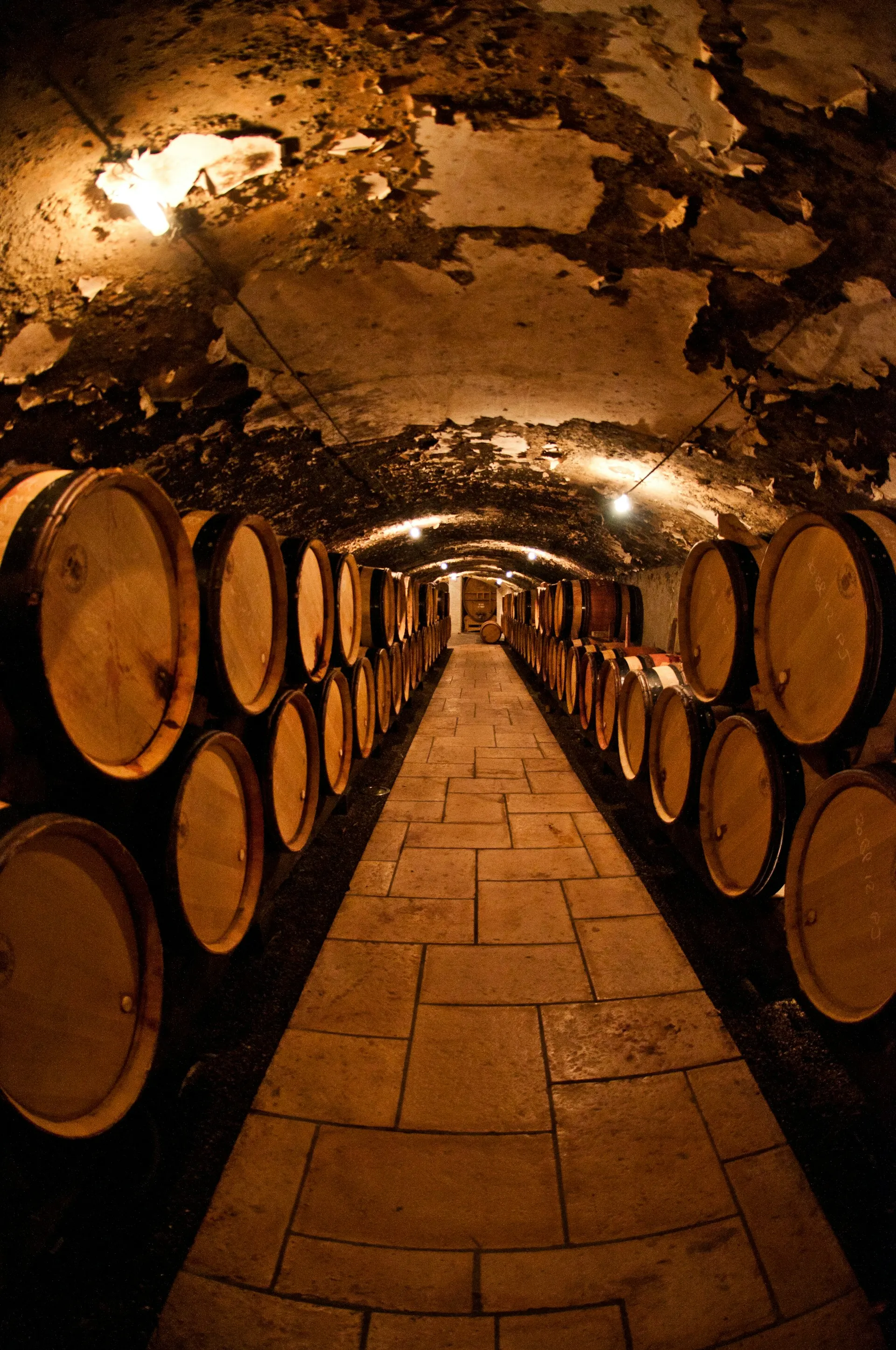 Conserver ses vins : cave, température et conditions idéales
