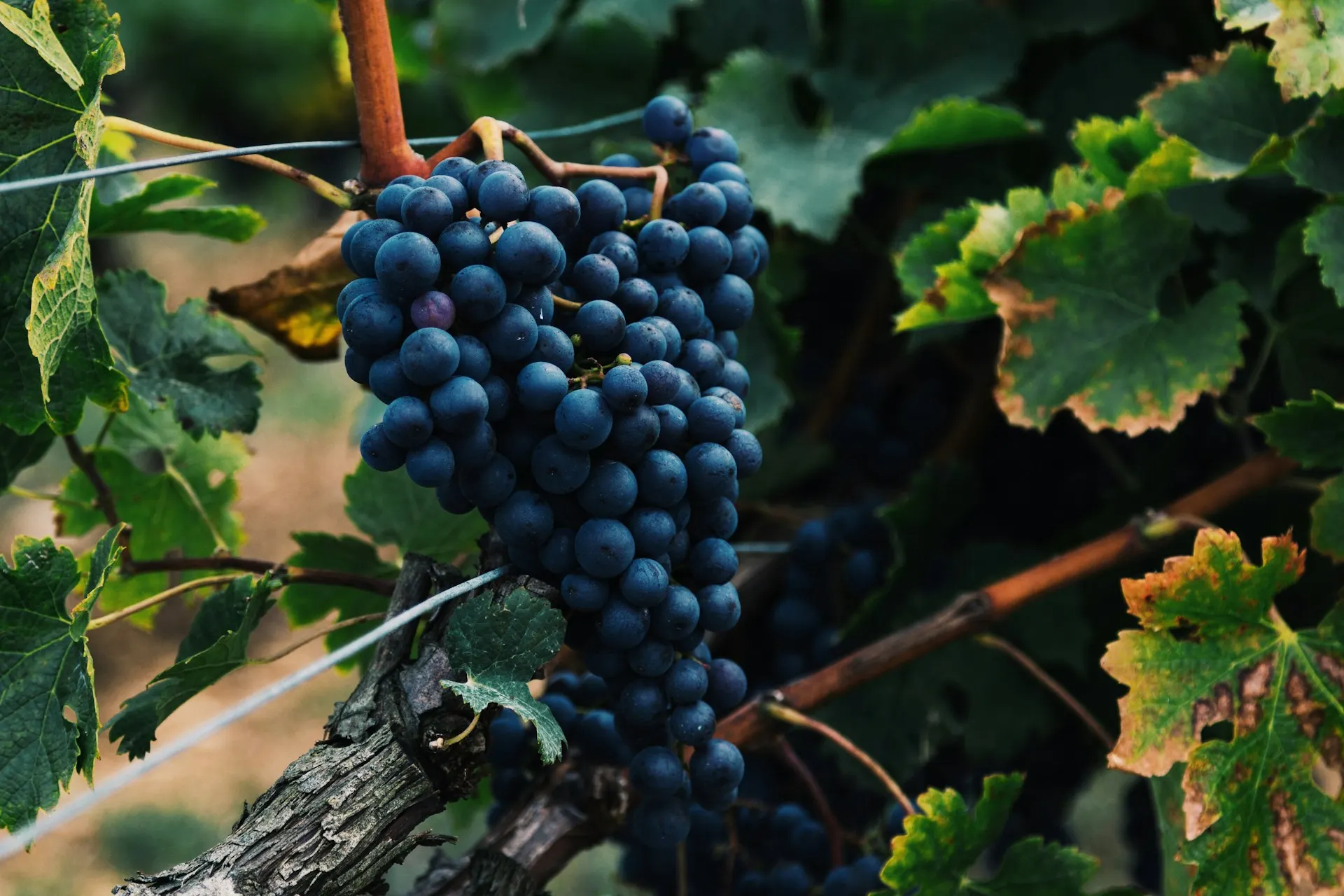 Vins naturels et biodynamie : comprendre le mouvement