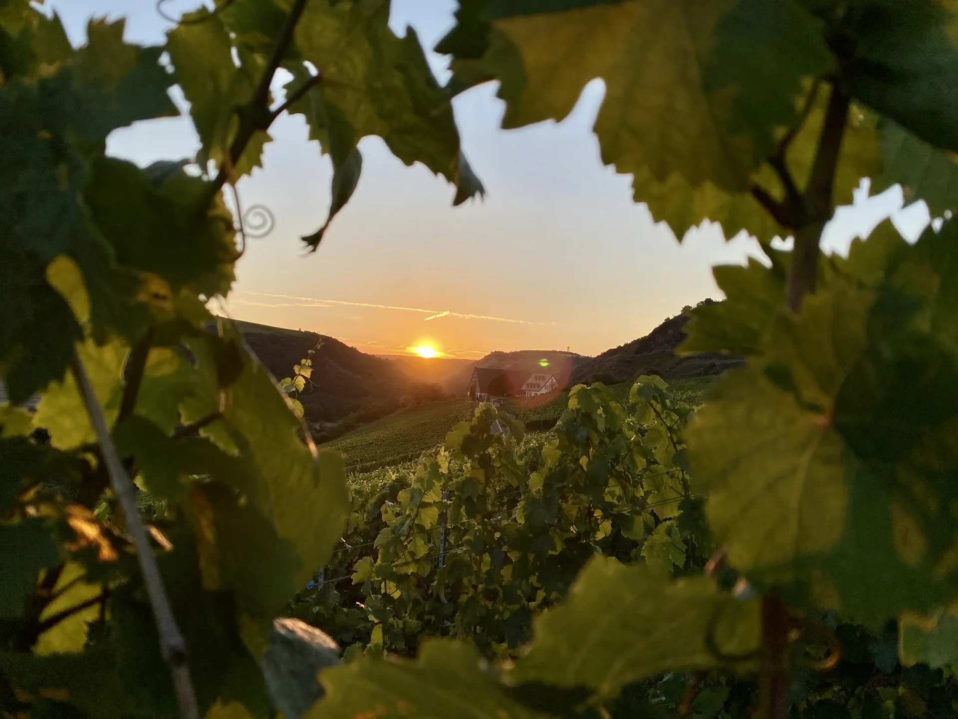 Bourgogne : comprendre les appellations et les grands crus